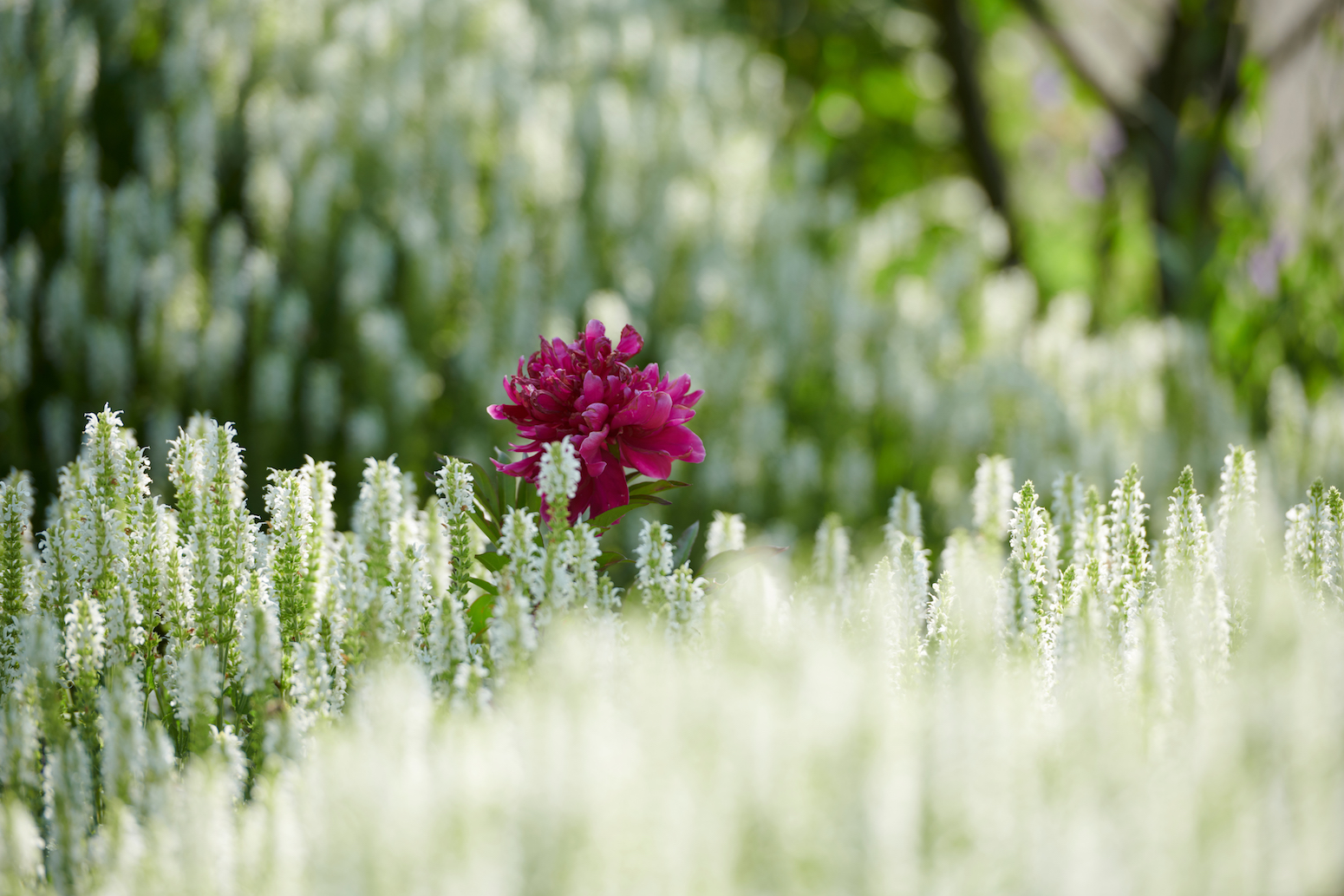 gartengestaltung